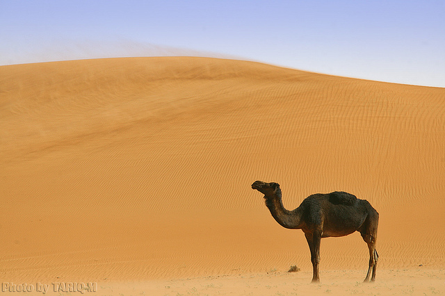 Blowing sand with lovely Camel - Explore Front Page