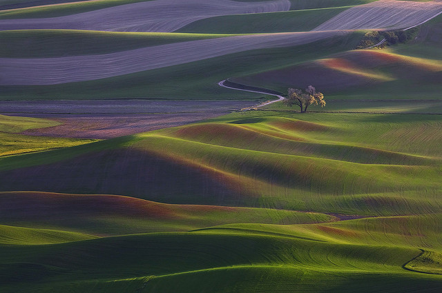 Alone - Palouse Hills, Steptoe Butte, Colfax WA