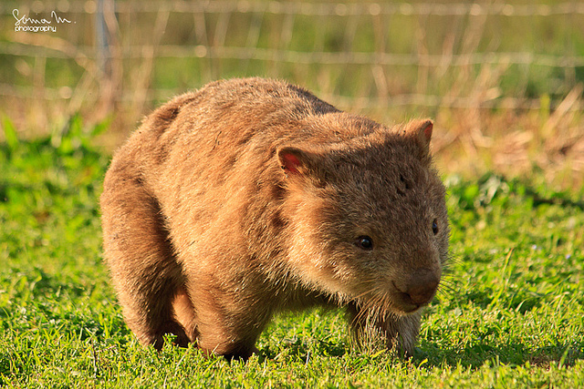 Cute Wombat! :)